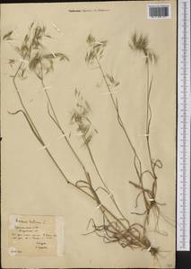 Bromus tectorum L., Middle Asia, Karakum (M6) (Turkmenistan)