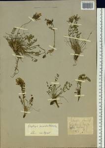 Oxytropis sordida (Willd.) Pers., Siberia, Western Siberia (S1) (Russia)