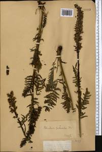 Pedicularis proboscidea Steven, Middle Asia, Dzungarian Alatau & Tarbagatai (M5) (Kazakhstan)
