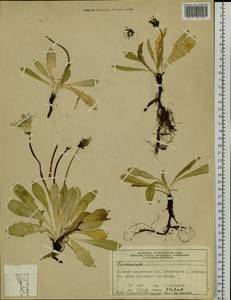 Taraxacum novae-zemliae Holmb., Siberia, Central Siberia (S3) (Russia)