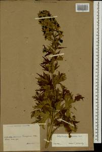 Delphinium flexuosum M. Bieb., Caucasus, Georgia (K4) (Georgia)
