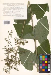 Scrophularia nodosa L., Eastern Europe, Moscow region (E4a) (Russia)