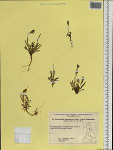 Silene uralensis subsp. porsildii Bocquet, Siberia, Chukotka & Kamchatka (S7) (Russia)