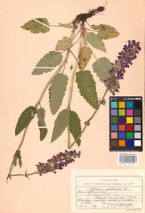 MHA 0 156 299, Salvia pratensis L., Eastern Europe, Central forest-and-steppe region (E6) (Russia)