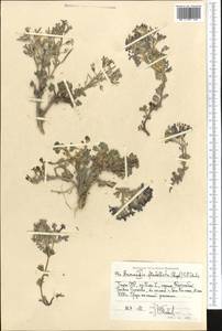 Solms-laubachia flabellata (Regel) J.P. Yue, Al-Shehbaz & H. Sun, Middle Asia, Pamir & Pamiro-Alai (M2) (Tajikistan)
