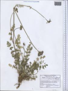 Seseli mucronatum (Schrenk) Pimenov & Sdobnina, Middle Asia, Pamir & Pamiro-Alai (M2) (Tajikistan)
