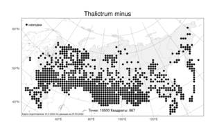 Thalictrum minus L., Atlas of the Russian Flora (FLORUS) (Russia)