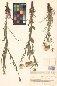 Tragopogon tanaiticus Artemczuk, Eastern Europe, Lower Volga region (E9) (Russia)