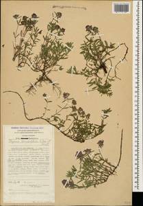 Thymus dimorphus Klokov & Des.-Shost., Caucasus, Stavropol Krai, Karachay-Cherkessia & Kabardino-Balkaria (K1b) (Russia)