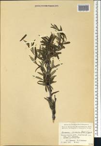 Prunus incana (Pall.) Steven, Caucasus, Azerbaijan (K6) (Azerbaijan)