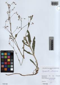 KUZ 004 368, Gypsophila altissima L., Siberia, Altai & Sayany Mountains (S2) (Russia)