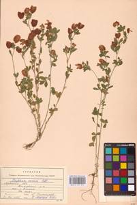 Trifolium aureum Pollich, Eastern Europe, Western region (E3) (Russia)