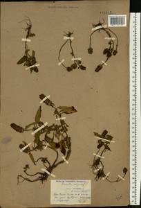 Prunella vulgaris L., Eastern Europe, South Ukrainian region (E12) (Ukraine)