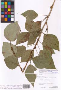 Populus tremuloides Michx., Eastern Europe, Central region (E4) (Russia)