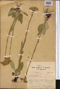 Tephroseris integrifolia (L.) Holub, Middle Asia, Northern & Central Kazakhstan (M10) (Kazakhstan)