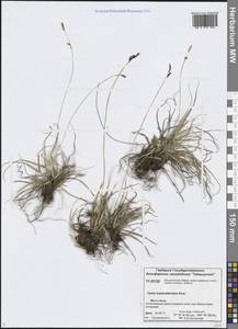 Carex trautvetteriana Kom., Siberia, Central Siberia (S3) (Russia)