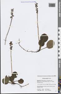 Pyrola media Sw., Siberia, Baikal & Transbaikal region (S4) (Russia)