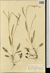 Ranunculus longicaulis C. A. Mey., Mongolia (MONG) (Mongolia)
