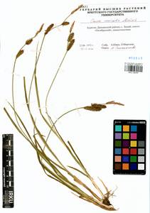 Carex vesicata Meinsh., Siberia, Baikal & Transbaikal region (S4) (Russia)