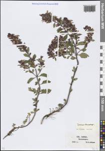 Teucrium chamaedrys L., Caucasus, Stavropol Krai, Karachay-Cherkessia & Kabardino-Balkaria (K1b) (Russia)