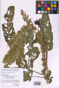 Rumex confertus × crispus, Eastern Europe, Central region (E4) (Russia)