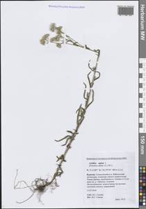 Achillea alpina subsp. alpina, Siberia, Baikal & Transbaikal region (S4) (Russia)