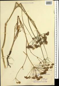 Astrodaucus orientalis (L.) Drude, Caucasus, Azerbaijan (K6) (Azerbaijan)