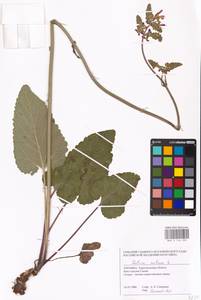 MHA 0 156 229, Salvia nutans L., Eastern Europe, South Ukrainian region (E12) (Ukraine)