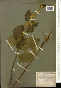 Alcea rugosa Alef., Caucasus, Dagestan (K2) (Russia)