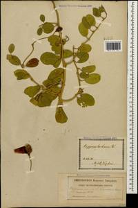 Capparis spinosa var. herbacea (Willd.) Fici, Caucasus, Georgia (K4) (Georgia)