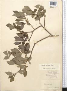 Salix iliensis Regel, Middle Asia, Middle Asia (no precise locality) (M0) (Not classified)