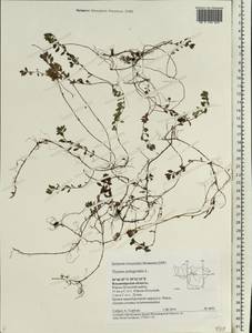 Thymus pulegioides L., Eastern Europe, Central region (E4) (Russia)