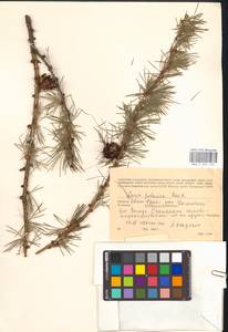 Larix decidua (L.) Mill., Eastern Europe, West Ukrainian region (E13) (Ukraine)