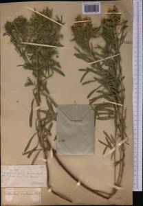 Euphorbia uralensis Fisch. ex Link, Middle Asia, Muyunkumy, Balkhash & Betpak-Dala (M9) (Kazakhstan)