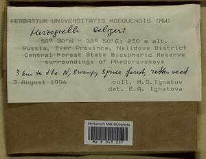 Herzogiella seligeri (Brid.) Z. Iwats., Bryophytes, Bryophytes - Middle Russia (B6) (Russia)