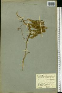 Spinulum annotinum subsp. dubium (Zoëga) J.H.Xue, Chepinoga & K.P.Ma, Eastern Europe, Northern region (E1) (Russia)