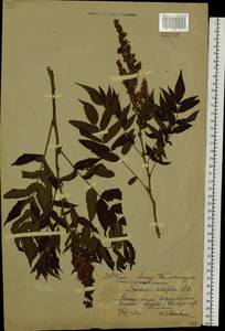 Sorbaria sorbifolia (L.) A. Braun, Siberia, Russian Far East (S6) (Russia)