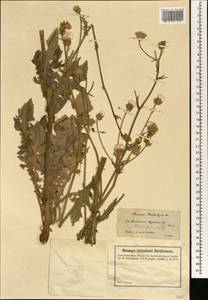 Crepis foetida subsp. foetida, South Asia, South Asia (Asia outside ex-Soviet states and Mongolia) (ASIA) (Turkey)