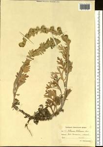 Artemisia stelleriana Besser, Siberia, Chukotka & Kamchatka (S7) (Russia)