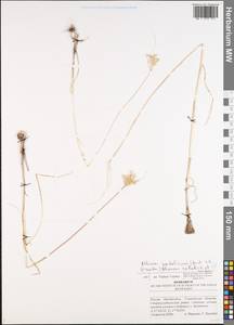 Allium podolicum Blocki ex Racib. & Szafer, Eastern Europe, Middle Volga region (E8) (Russia)