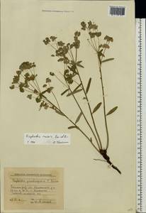 Euphorbia caesia Kar. & Kir., Eastern Europe, Lower Volga region (E9) (Russia)