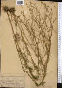 Tripleurospermum disciforme (C. A. Mey.) Sch. Bip., Middle Asia, Kopet Dag, Badkhyz, Small & Great Balkhan (M1) (Turkmenistan)