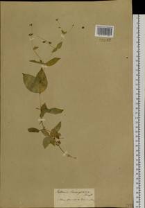 Stellaria bungeana Fenzl, Siberia (no precise locality) (S0) (Russia)