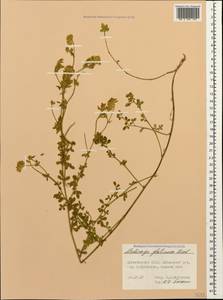 Medicago sativa subsp. glomerata (Balb.) Rouy, Caucasus, Dagestan (K2) (Russia)