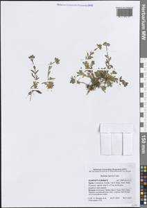 Jasione laevis Lam., Western Europe (EUR) (Spain)