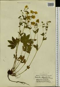 Potentilla chrysantha subsp. chrysantha, Siberia, Altai & Sayany Mountains (S2) (Russia)
