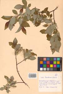 Salix taraikensis Kimura, Siberia, Russian Far East (S6) (Russia)