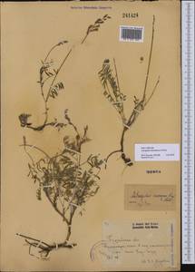 Astragalus kustanaicus Popov, Middle Asia, Caspian Ustyurt & Northern Aralia (M8) (Kazakhstan)