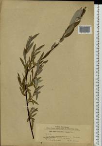 Salix daphnoides × rosmarinifolia, Eastern Europe, Latvia (E2b) (Latvia)
