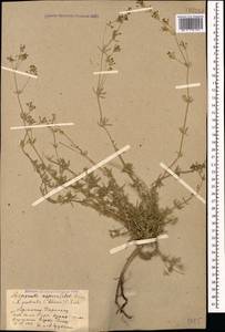 Asperula prostrata (Adams) K.Koch, Caucasus, Armenia (K5) (Armenia)